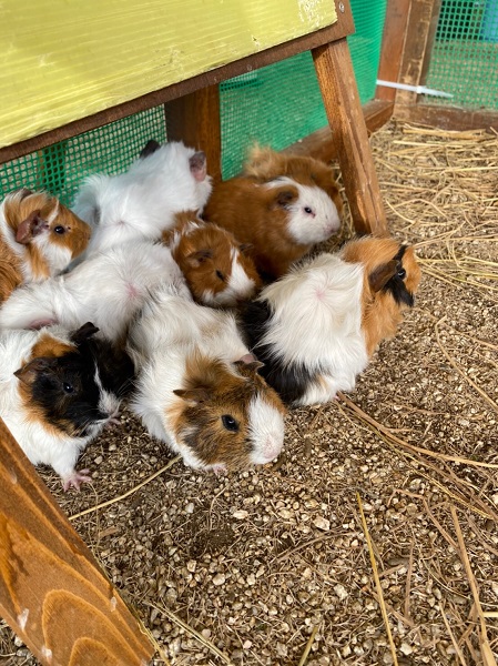 可愛い動物たち