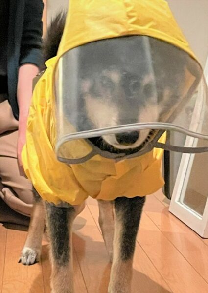 雨の日はお家でオンライン見学！？