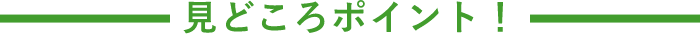 見どころポイント